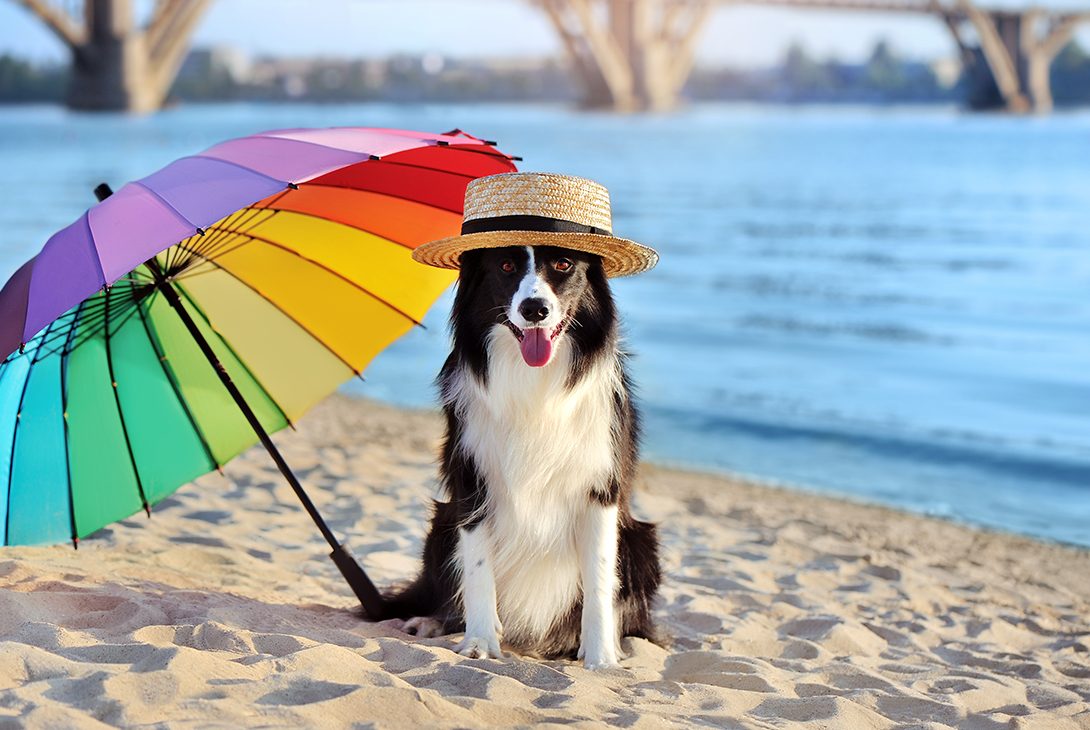 how can you keep your dog cool at the beach