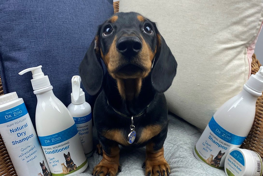 Staff Favourites – The Products We’re Super Paw-ssionate About